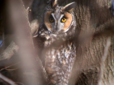 DSCN3352 Long-eared Owl Kankakee IL 2-10-09 Jed Hertz