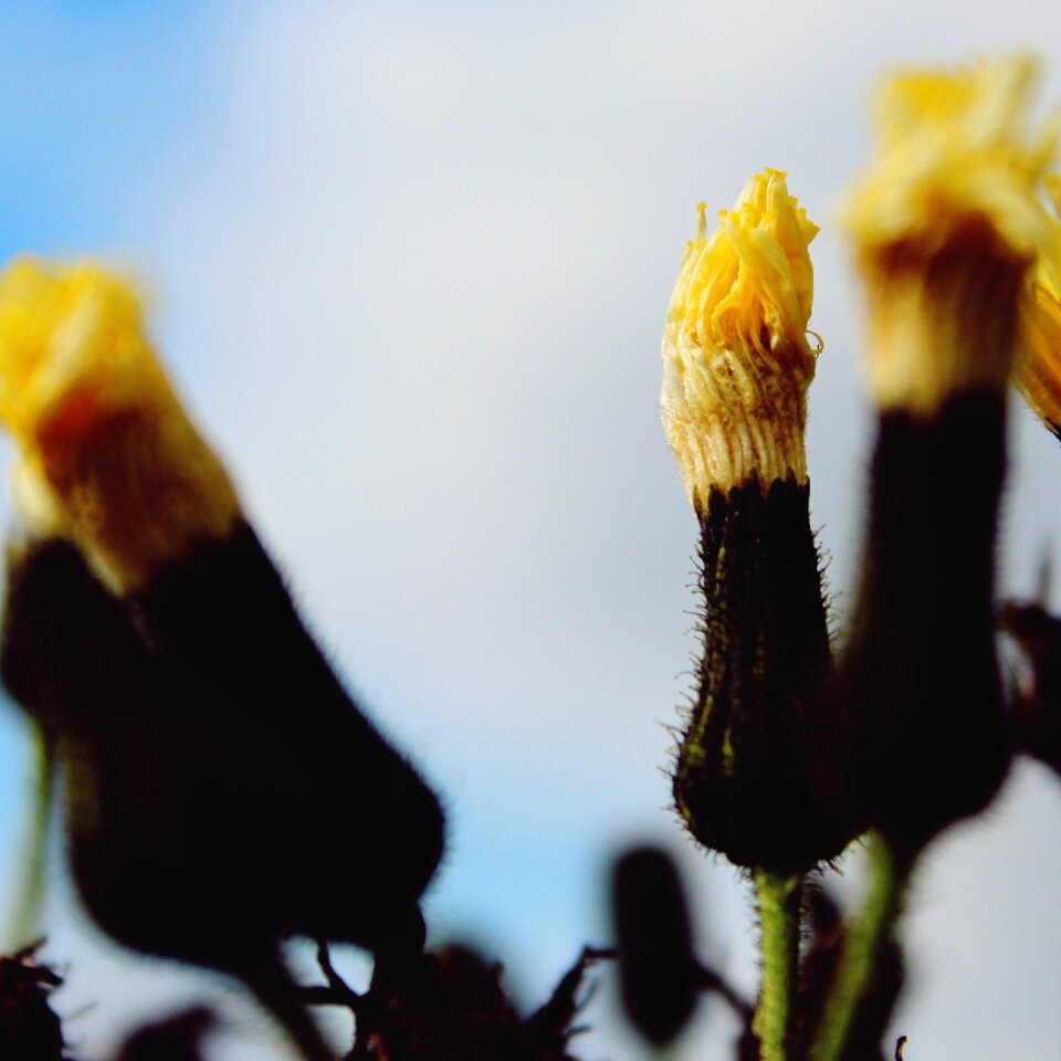 Yellow nature plant