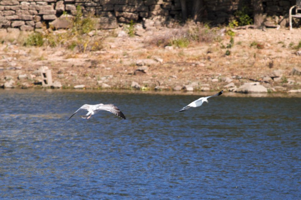 IMG 2788c Ring-billed and Herring Gull Dam Kankakee IL 10-22-2018