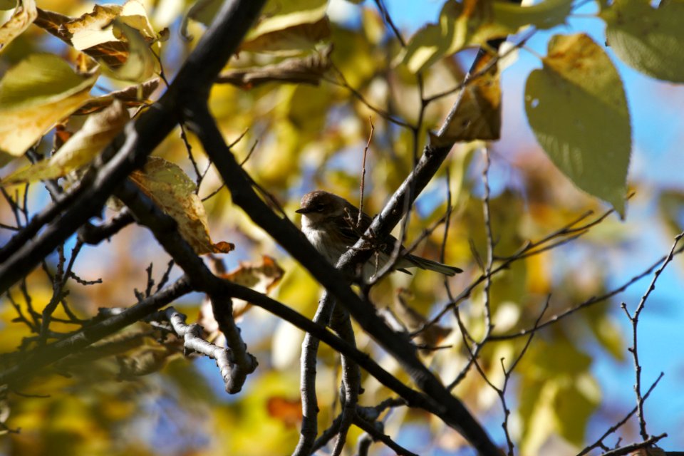 IMG 3066c Yellow-rumped Warbler Metro-sewer Kankakee IL 10-29-2018