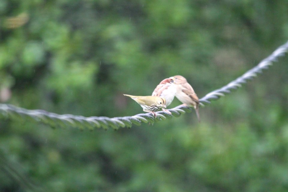 IMG 1561c Ovenbird Hse Kankakee IL 9-7-2018
