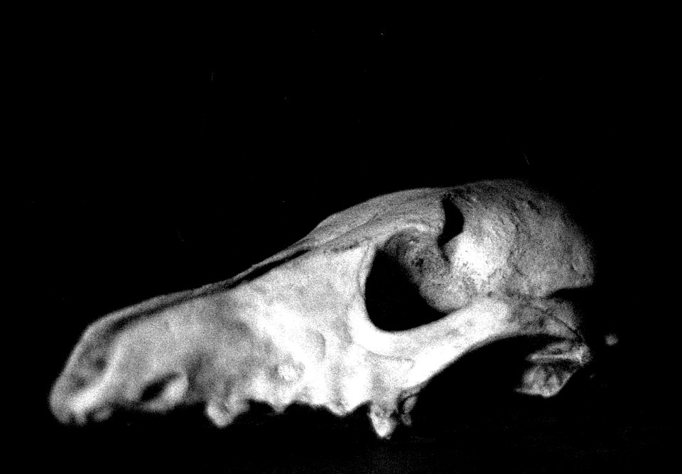Praktica BC1- Coyote Skull 2