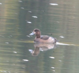 DSCN0973 c Greater Scaup Kankakee Co IL 11-1-2013