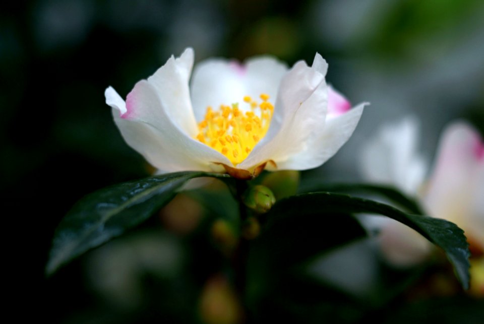 Sony Alpha A230 with Industar-61 L/Z - Camellia