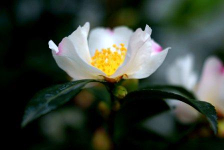 Sony Alpha A230 with Industar-61 L/Z - Camellia