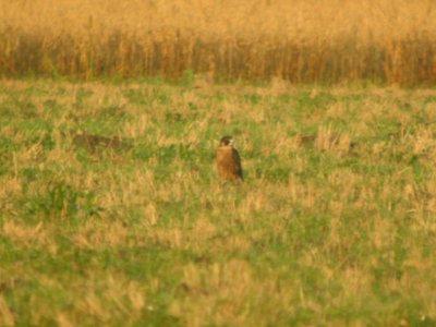 DSCN0206c Peregrine Falcon H & E Sod Momence IL 7-29-2018