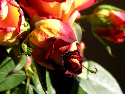 Bud red yellow