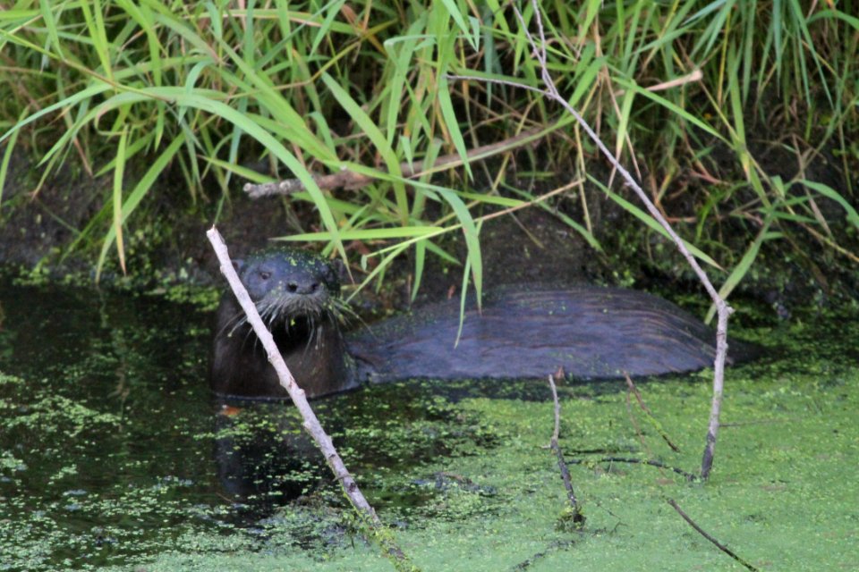 IMG 1476c NA River Otter LaSalle FWA IN 8-30-2018