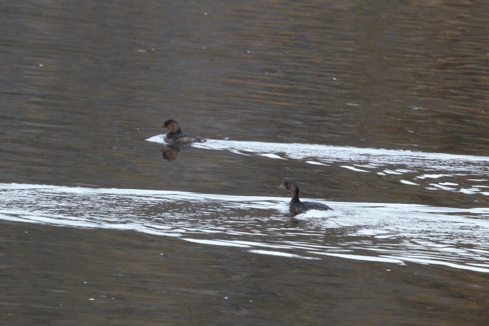 IMG 3146c Pied-billed Grebe LeVasseur Park Kankakee IL 11-8-2018