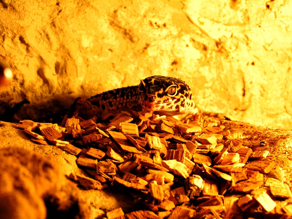 Leopard gecko
