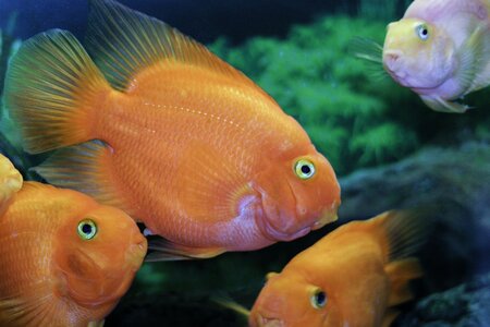 Colorful aquarium color image