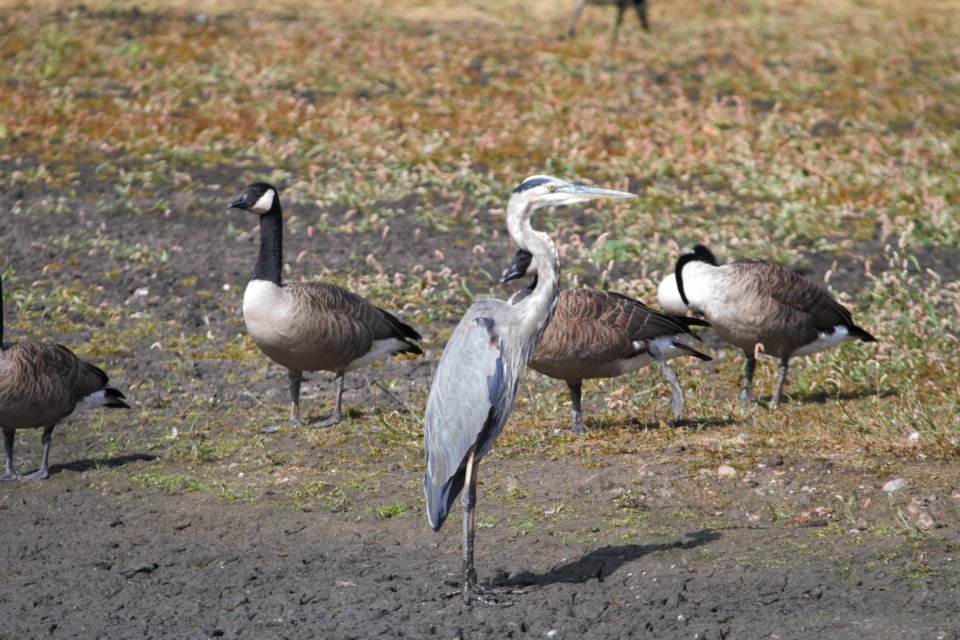 IMG 1953c Great Blue Heron Willowhaven Area Kankakee Co IL 9-25-2018