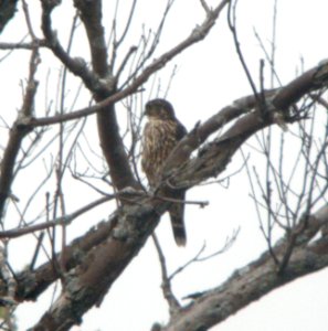 DSCN3710 c Merlin Kankakee IL 9-18-10