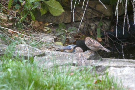 IMG 2312c Red-breasted Nuthatch Hse Kankakee IL 10-2-2018