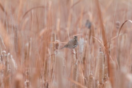 IMG 3579c Savannah Sparrow Willowhaven Area Kankakee Co IL 12-13-2018