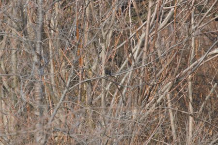 IMG 3409c Rusty Blackbird Gar Creek Kankakee IL 11-30-2018