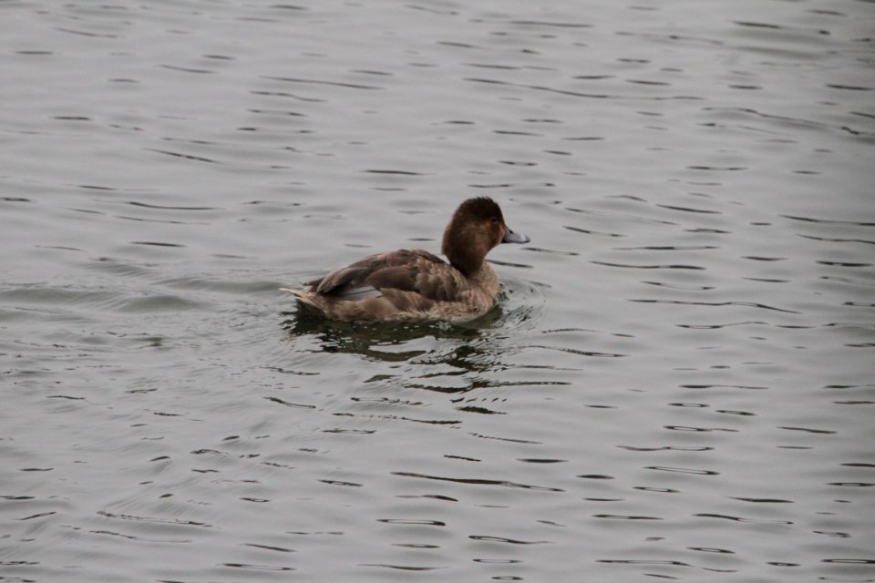 IMG 3706c Redhead Bird Park Quarry Kankakee IL 12-29-2018