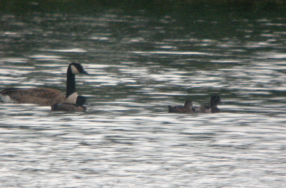 DSCN2570 c Ring-necked Duck  Coal City IL 7-20-10