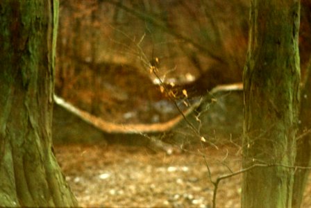 Praktica MTL3 + Edixa-Iscotar - Golden Hour Magick 3
