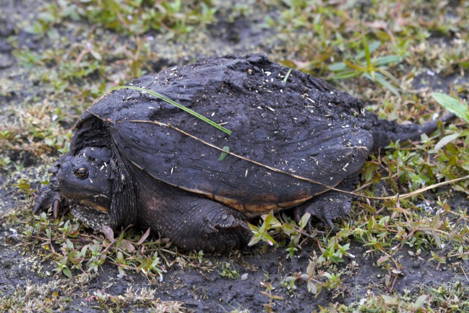IMG 2280 Snapping Turtle Willowhaven Kankakee Co IL 10-1-2018