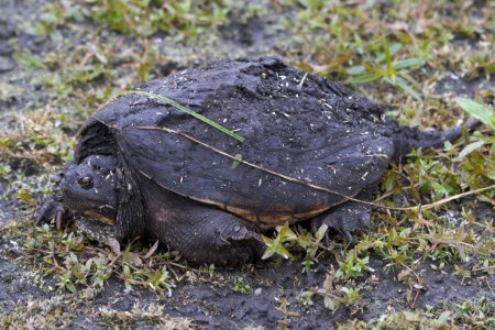IMG 2280 Snapping Turtle Willowhaven Kankakee Co IL 10-1-2018
