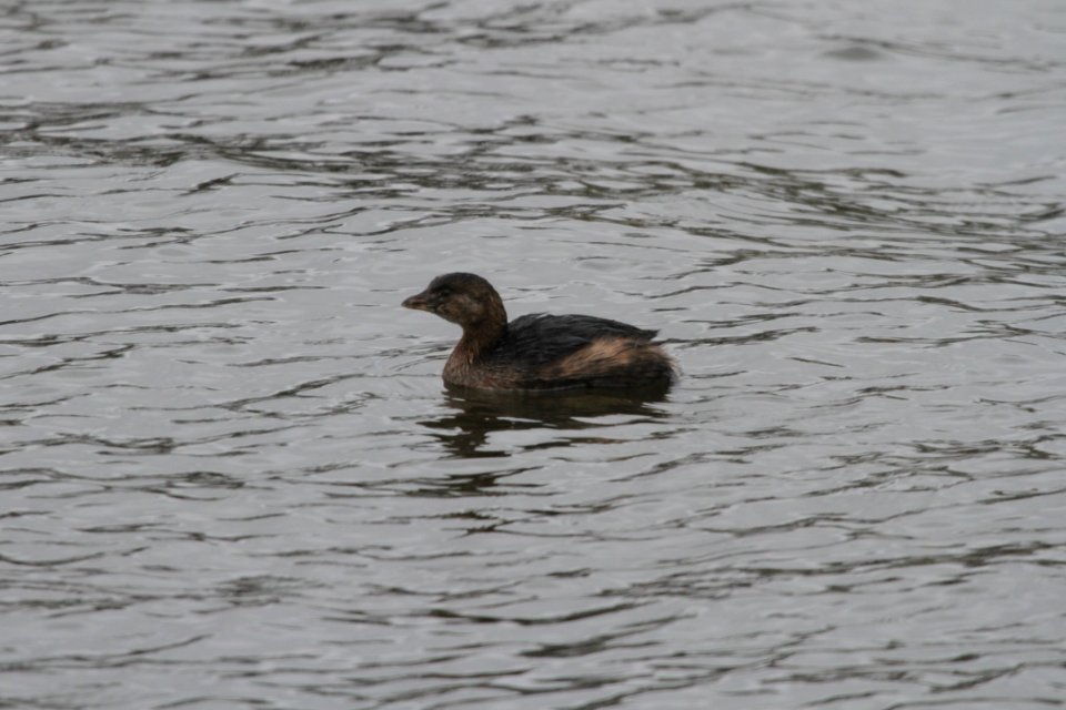 IMG 3192c Pied-billed Grebe Beckman Park Kankakee IL 11-9-2018