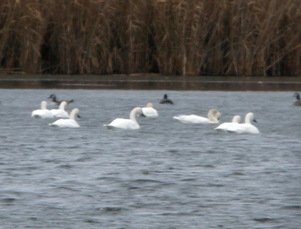 DSCN6587 c Tundra Swan  Kankakee Co IL 12-26-12