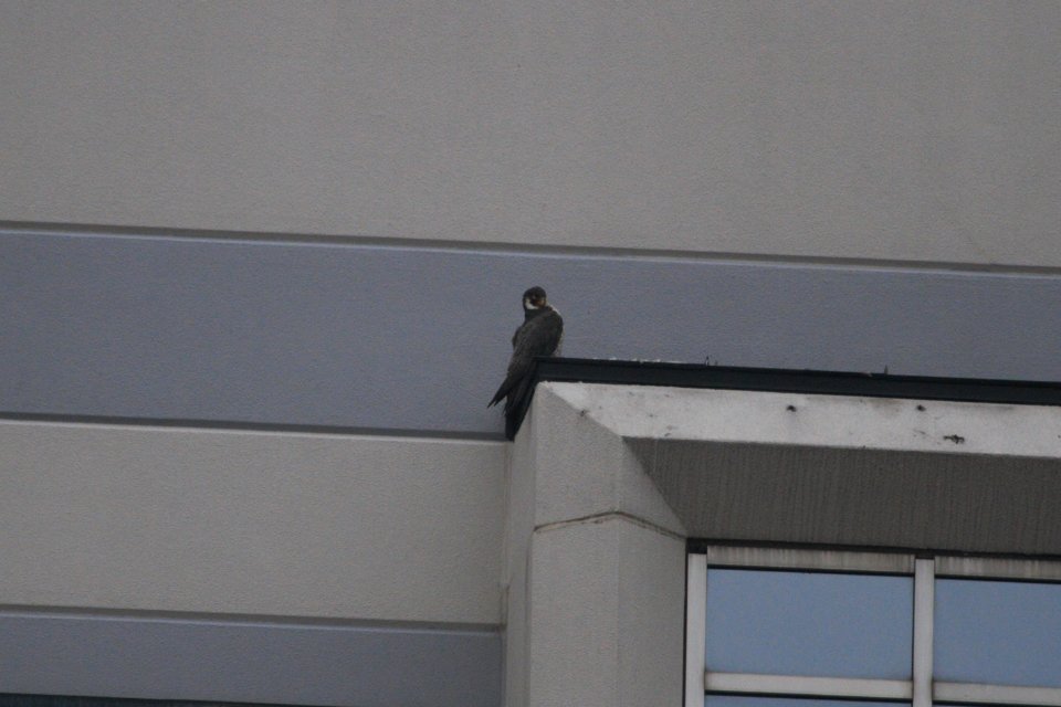 IMG 2485c Peregrine Falcon Downtown Kankakee IL 10-7-2018