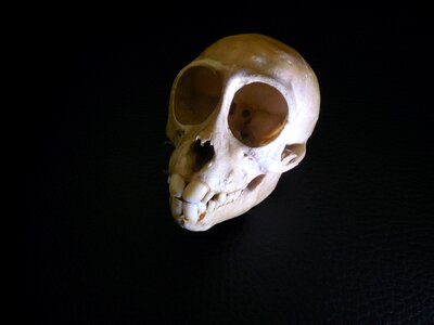 Skull bone skull and crossbones weird