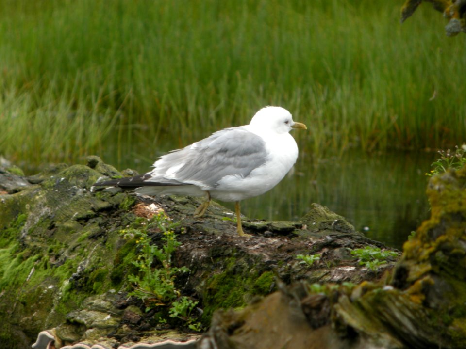 DSCN0584c Mew Gull Potter Marsh Boardwalk Anchorage AK 8-20-2018