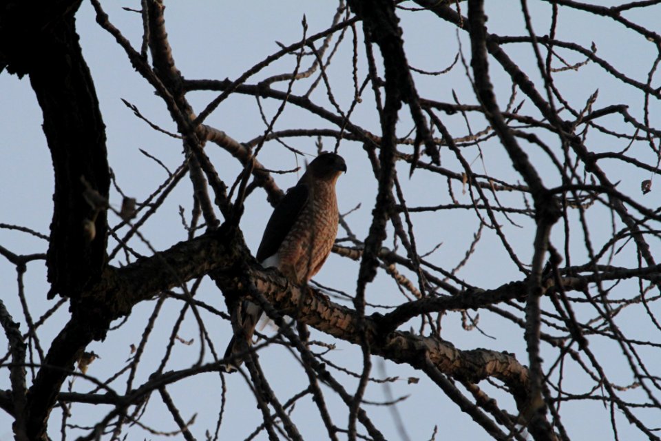 IMG 3092c Cooper's Hawk Dam Kankakee IL 10-30-2018
