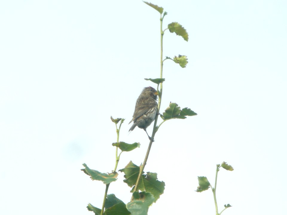DSCN0627c Common Redpoll Potter Marsh Boardwalk Anchorage AK 8-22-2018