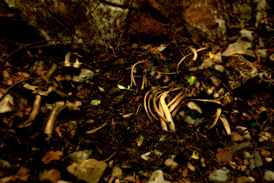 Sony Alpha A230 with Helios-44-2 - Animal Skeleton in the Wood