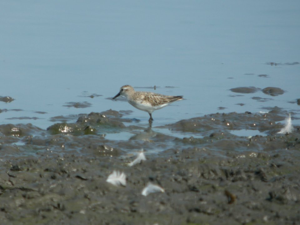 DSCN0259c Semipalmated Sandpiper Willowhavern Area Kankakee Co IL 8-3-2018
