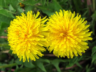 Nature flowers two of the dandelion