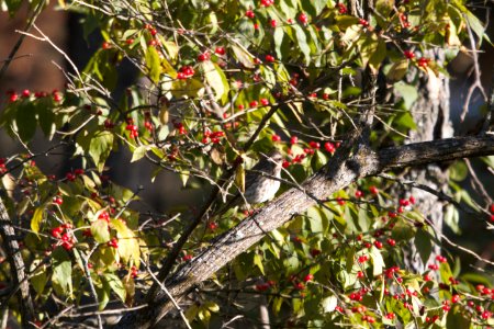 IMG 2836c Purple Finch Willow Slough FWA IN 10-23-2018