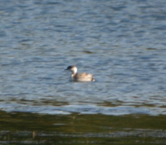 DSCN0909 c Horned Grebe Newton Co IN 10-27-2013 photo