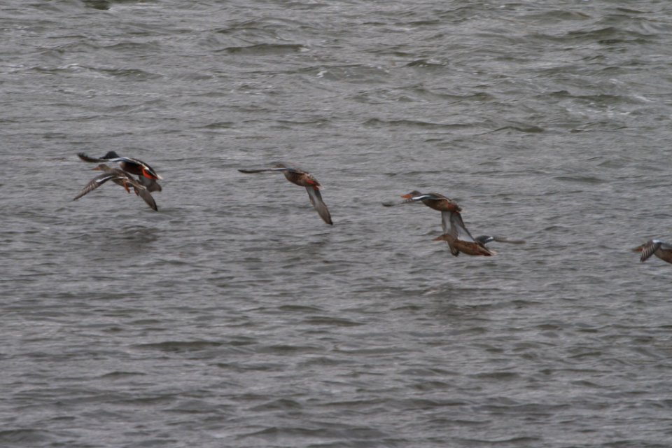 IMG 2978c Northern Shoveler Dam Kankakee IL 10-28-2018