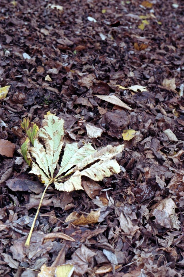 Zorki 4 + Industar-61 L/D - November Leaves