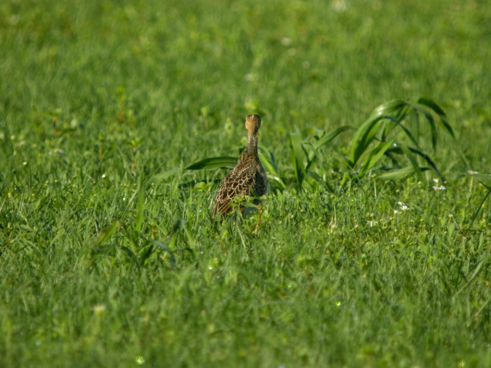 DSCN0160c Upland Sandpiper H & E Sod-Momence IL 7-18-2018