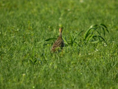 DSCN0160c Upland Sandpiper H & E Sod-Momence IL 7-18-2018