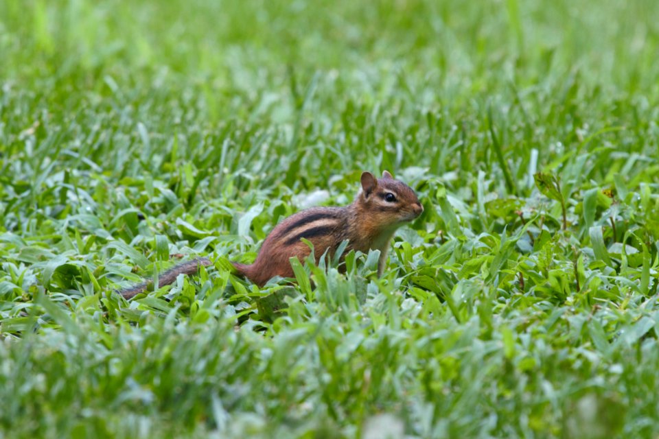 IMG 0764c Eastern Chipmunk Hse Kankakee IL 7-5 2018