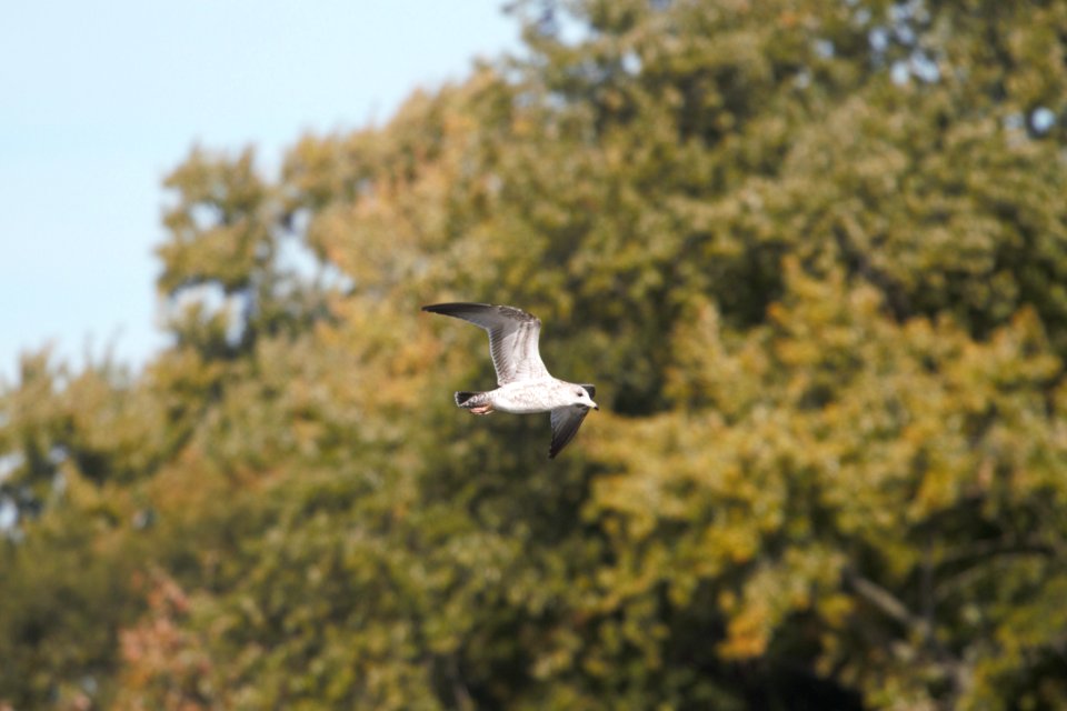 IMG 2776c Herring Gull Dam Kankakee IL 10-22-2018