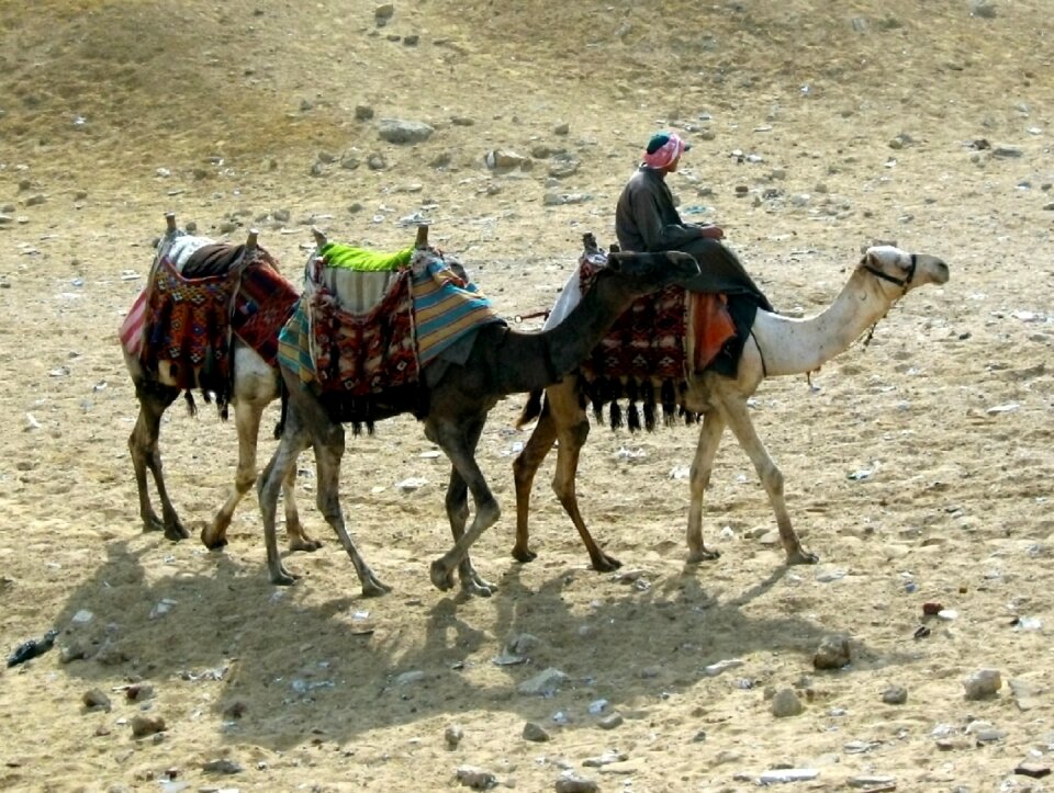 Desert animals journey