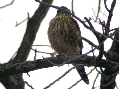 DSCN5120 Merlin LeVasseur Park Kankakee IL 11-26-04
