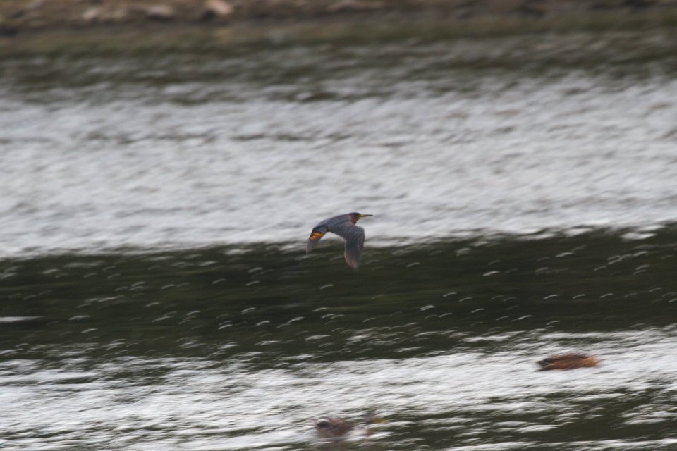 IMG 1205c Green Heron Dam Kankakee IL 7-30-2018