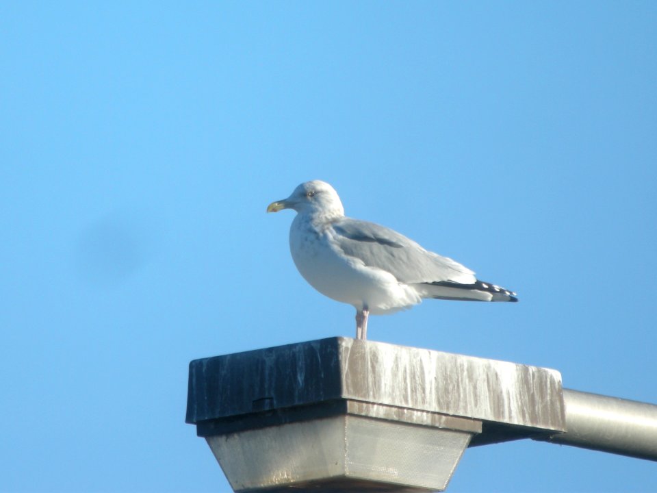 DSCN0091c Herring Gull Dam Kankakee IL 12-17-2018