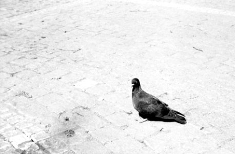 Mamiya 528TL - Dying Pigeon