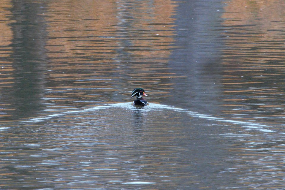 IMG 3144c Wood Duck LeVasseur Park Kankakee IL 11-8-2018