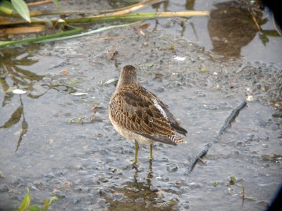 DSCN0629c Short-billed Dowitcher Potter Marsh Boardwalk Anchorage AK 8-22-2018